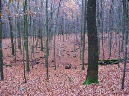 Bild 3 von Doline am Schrödersberg